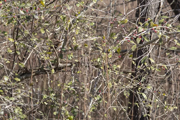 Jeden Wróbel Białogłowy Zonotrichia Albicollis Częściowo Ukryty Krzaku — Zdjęcie stockowe