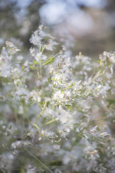 乾燥した灰色の天気で茂みの上に白い葉 — ストック写真