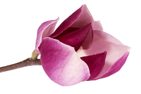 Fleur Simple Magnolia Rose Isolée Sur Fond Blanc Gros Plan — Photo