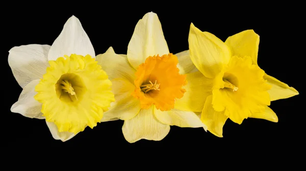 Trzy Wiosenne Kwiaty Świeżej Żółtej Narcissus Izolowane Czarnym Tle Zbliżenie — Zdjęcie stockowe