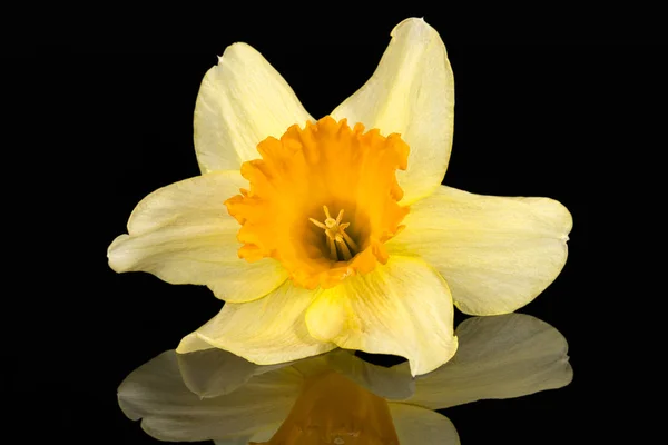 Single Flower Daffodil Narcissus Black Background Reflection — Stock Photo, Image
