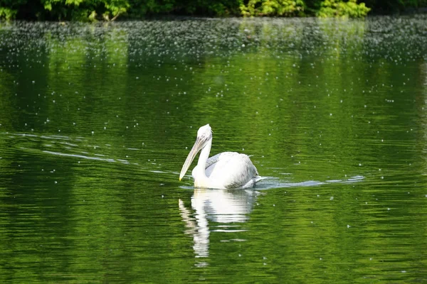 Scenic View Beautiful Pelican Nature — Stock Photo, Image