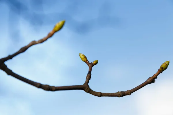 春の青空を背景に木の芽が腫れて — ストック写真