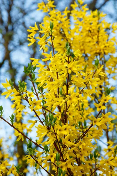 Dekoracyjny Krzew Forsythia Żółtymi Kwiatami Wiosna Kwitnienia — Zdjęcie stockowe