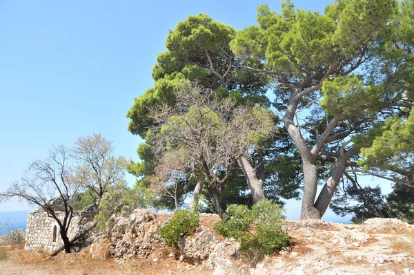 Grupo Árboles Sobre Rocas Costa Igrane Croacia — Foto de Stock