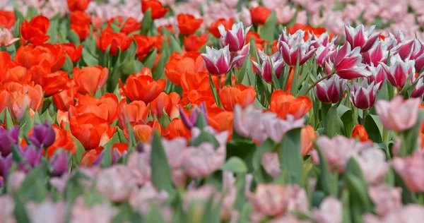 Pole Roślin Tulipanowca — Zdjęcie stockowe