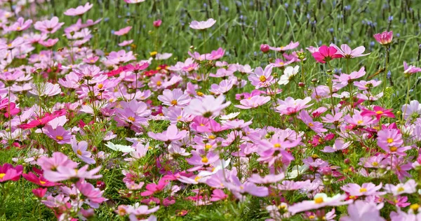 Fiore Cosmo Rosa Fioritura Nel Campo — Foto Stock