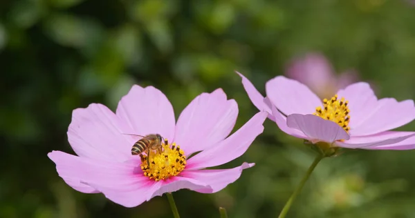 Bee Fry Naar Cosmos Bloem — Stockfoto