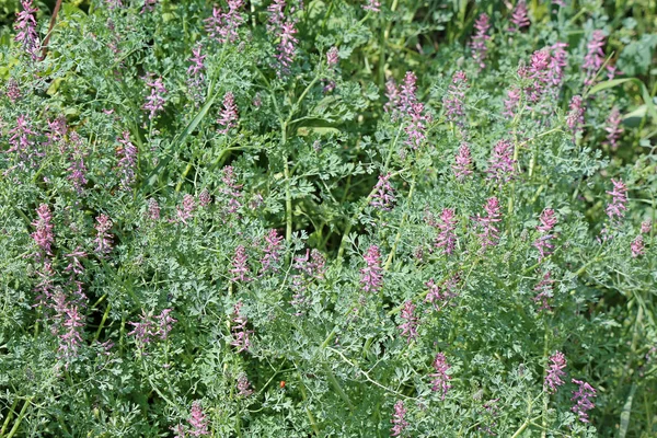 Fumaria Officinalis Schelinger Kirchberg Kaiserstuhl — Fotografia de Stock