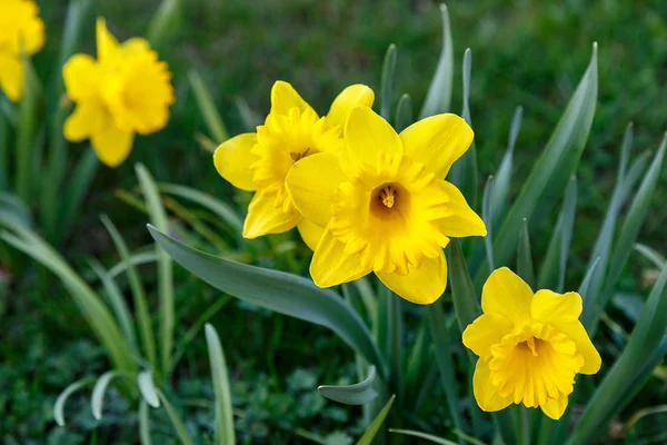 Primeiros Narcisos Canteiro Flores Primavera — Fotografia de Stock
