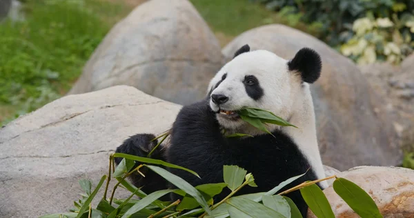 Carino Panda Mangiare Bambù — Foto Stock