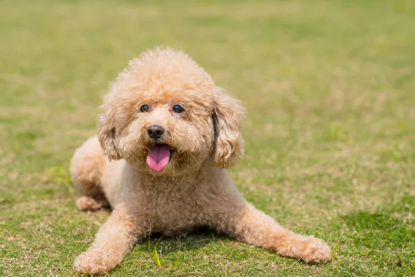 Cão Raça Pura Poodle Cão Encaracolado — Fotografia de Stock