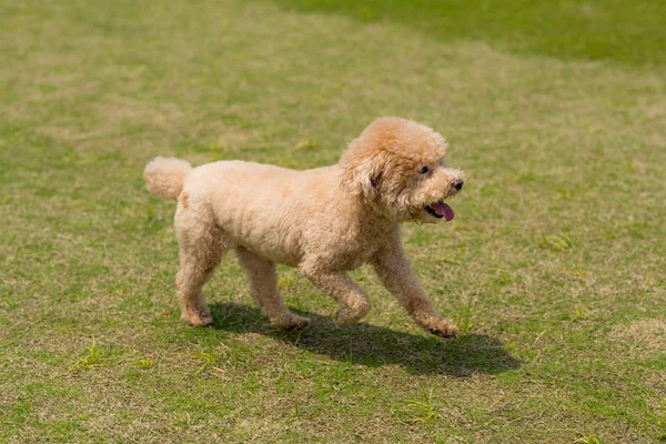 Perro Caniche Correr Parque —  Fotos de Stock