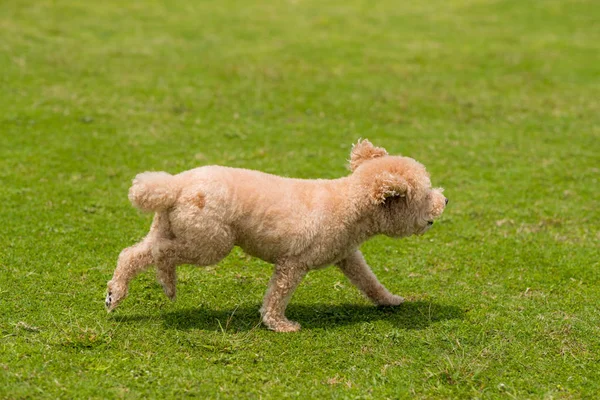 公園内を走る犬のプードル — ストック写真