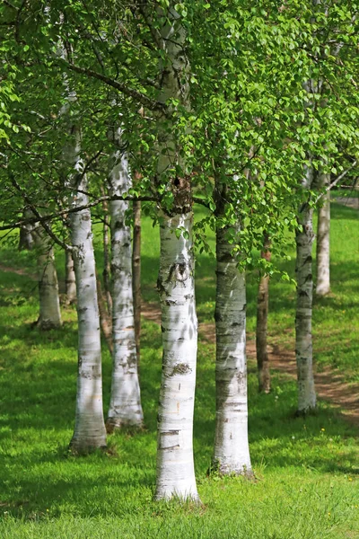 Birch Δέντρα Στο Liliental Στην Αυτοκρατορική Καρέκλα — Φωτογραφία Αρχείου