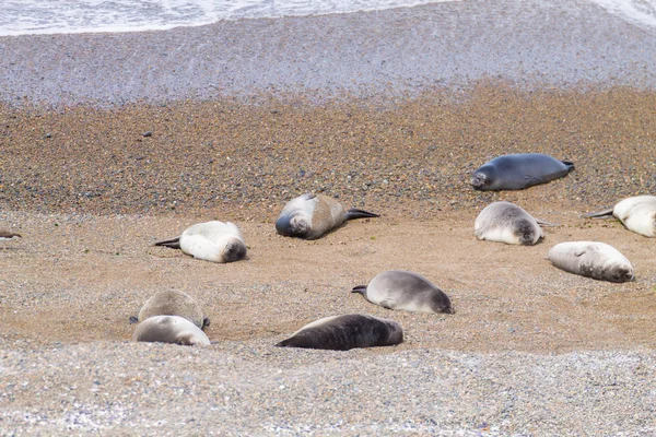Elephant Seals Caleta Valdes Beach Patagonia Argentina Argentinian Wildlife — Stock Photo, Image