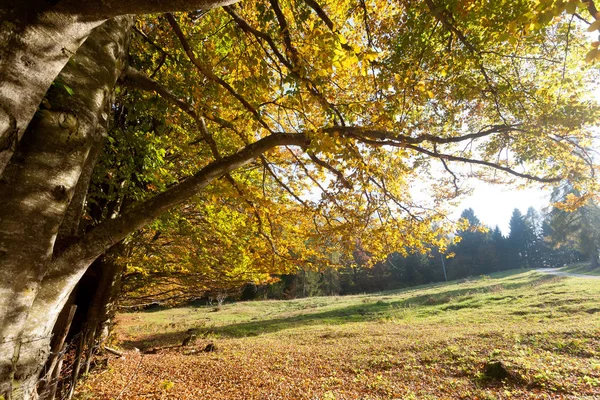 Ağaçlar Sonbahar Sezonu Arka Planda Doğada Güzellik Sonbahar Lansdscape — Stok fotoğraf