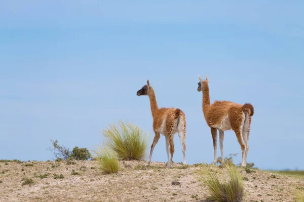 Guanaco Aus Nächster Nähe Wildtiere Aus Patagonien Argentinien Argentinisches Wildtier — Stockfoto