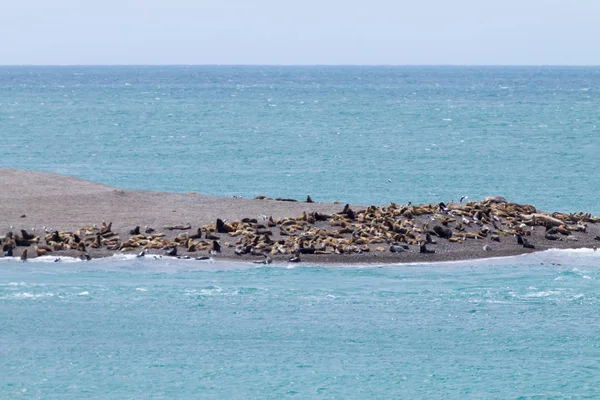 Elephant Seals Caleta Valdes Beach Patagonia Argentina Argentinian Wildlife — Stock Photo, Image