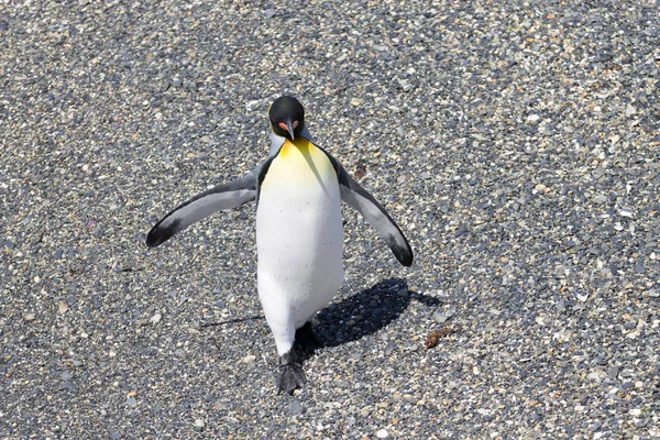 Pinguim Rei Praia Ilha Martillo Ushuaia Parque Nacional Tierra Del — Fotografia de Stock