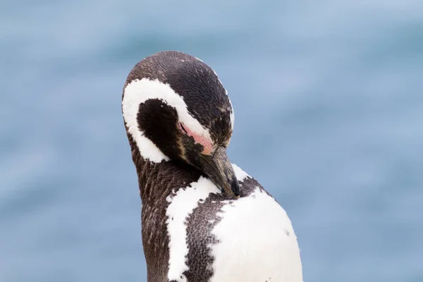 Pinguim Magalhães Colônia Pinguins Caleta Valdes Patagônia Argentina Vida Selvagem — Fotografia de Stock