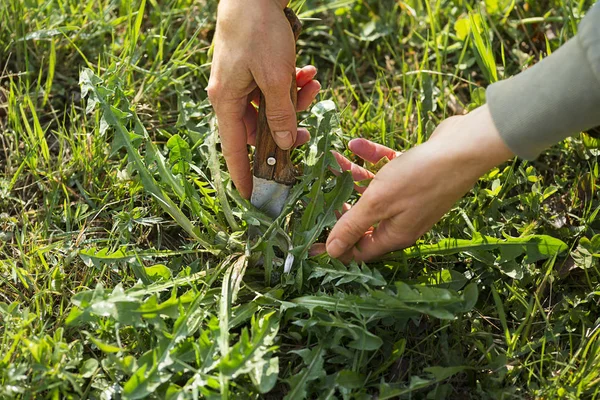タンポポよ 新鮮なタンポポの葉をナイフで摘む 農家の手にタンポポ — ストック写真