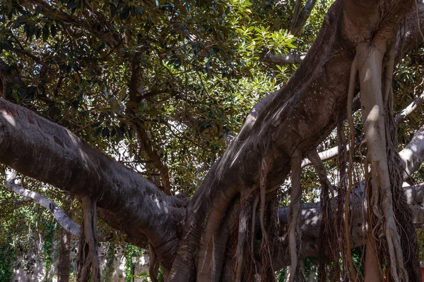 Roots, trunk and branches of the ficus tree in a park in Syracuse, Sicily