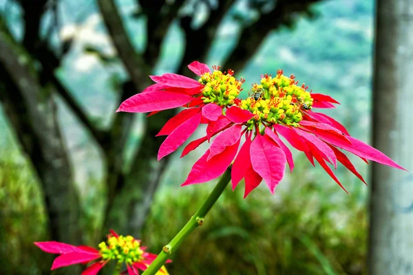 Zbliżenie Kwiatu Pszczoły Poinsettii Mesa Los Santos Kolumbia — Zdjęcie stockowe