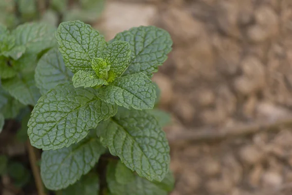 Organic bio mint plant close up, grow at vegetable garden with space for quote