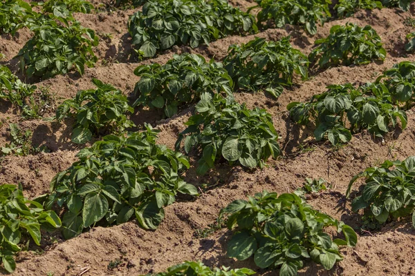 Biogesundes Kartoffelfeld Einem Dorf Norden Marokkos Einem Sonnigen Frühlingstag — Stockfoto