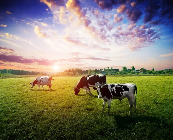 Pastagem Campo Prado Vacas Verão Paisagem Noite — Fotografia de Stock