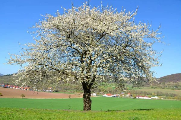 Árvore Cereja Florescente Flores Flores — Fotografia de Stock