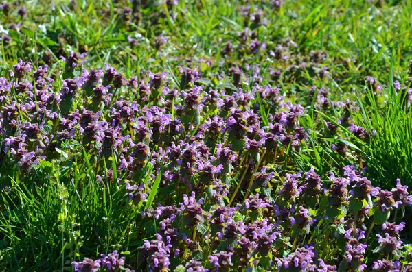 Lila Blüten Lavendel — Stockfoto