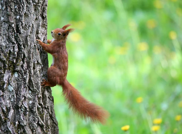 Red Brown Squirrel Sciurus Vulgaris Tree Trunk Liliental You — Stock Photo, Image