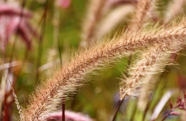 Gros Plan Herbe Fleurs Soleil Matin — Photo