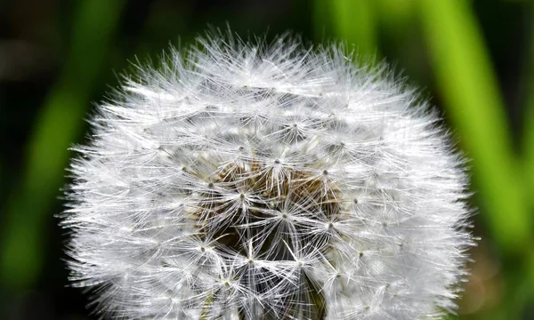 Löwenzahn Pusteblume Sonnenlicht — Stockfoto