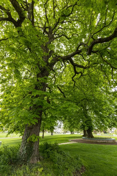 Bloeiende Kastanjebomen Het Voorjaar — Stockfoto