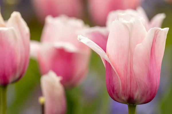 Tulipanes Florales Primavera — Foto de Stock
