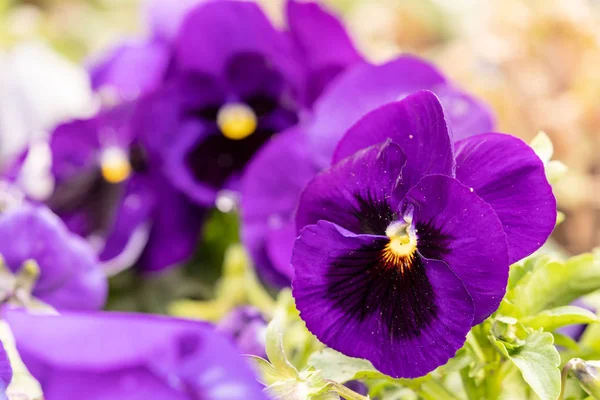 Culottes Violettes Fleuries — Photo