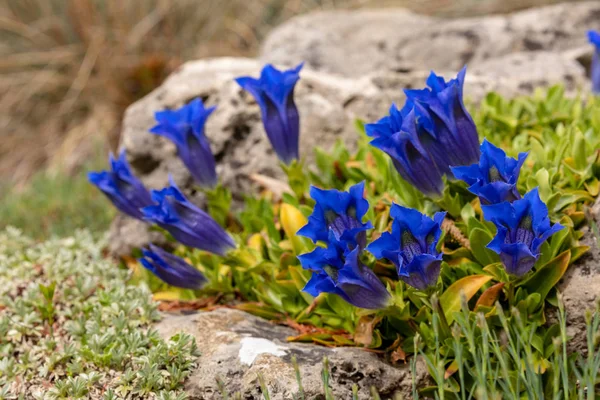 Different Flowers Selective Focus — Stock Photo, Image