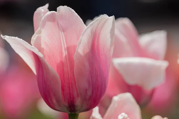 Flowering Tulips Spring — Stock Photo, Image