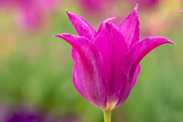 Tulpen Blühen Blütenblätter Frühlingsflora — Stockfoto