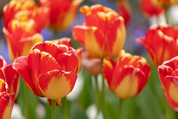 Kwitnące Tulipany Wiosną — Zdjęcie stockowe
