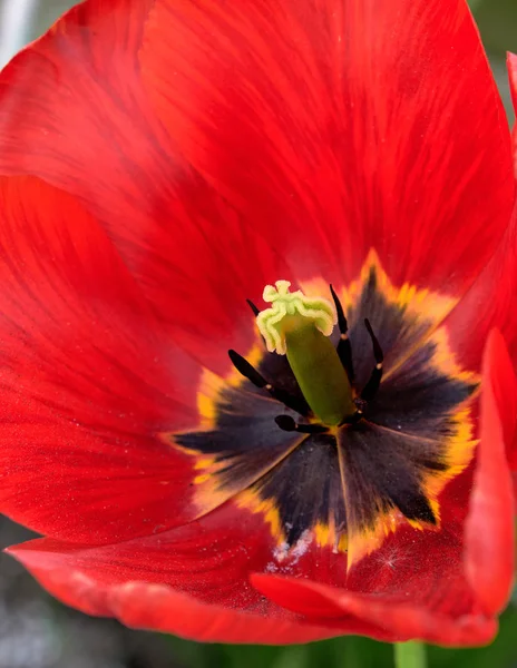 Красивые Тюльпаны Лепестки Цветов Весенняя Флора — стоковое фото