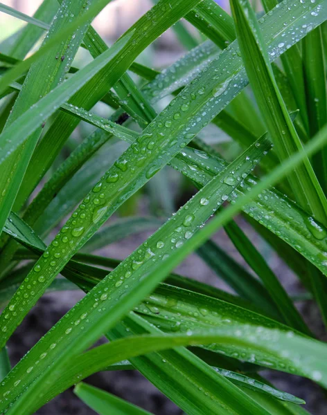 Folhas Verdes Longas Com Gotas Água Quadro Completo — Fotografia de Stock