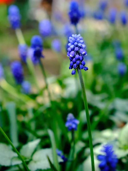 Kék Virág Muszkari Virág Vagy Egér Jácint Közelről — Stock Fotó