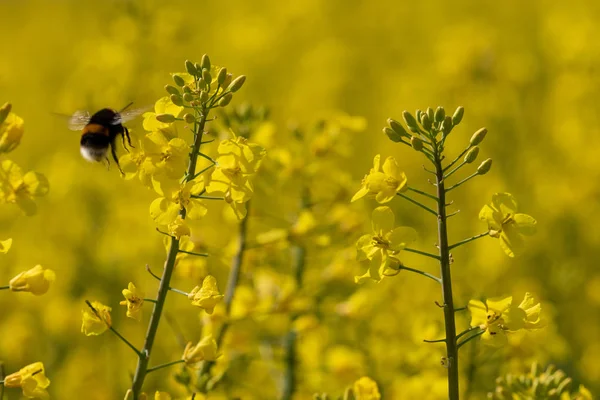 Bumblebee in the rape field collecting honey