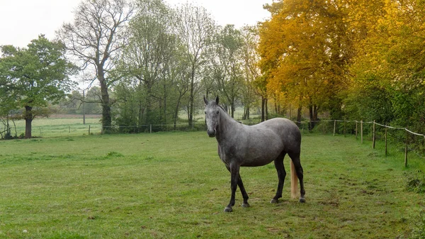 Krásný Šedý Kůň Louce — Stock fotografie