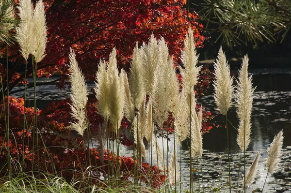 Feathery Ferns Sheffield Park Gardens — Stock Photo, Image