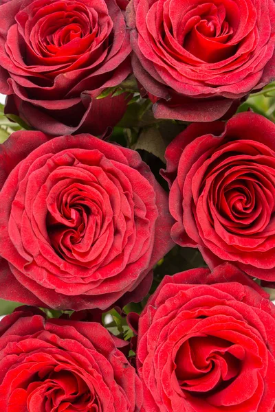 Bunch Beautiful Dark Red Roses Full Frame Close — Stock Photo, Image